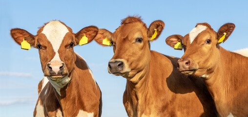 Three young cows in a row, side by side, red and white, blue sky