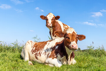 Two cows, lying down and standing in a field, red and white looking curious, blue sky