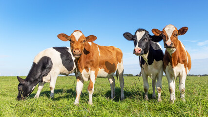 Group young cow calf together in a green field, happy and joyful, a blue sky