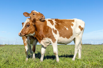 Heifer cows love playing cuddling in a pasture under a blue sky