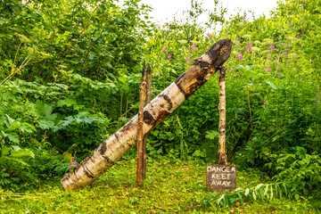 dead fall trunk in the woods