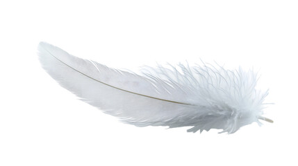 Obraz premium White feather on white background