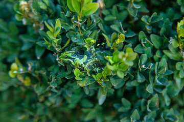 caterpillar on boxwood bush. Selective focus.