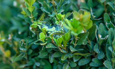 caterpillar on boxwood bush. Selective focus.