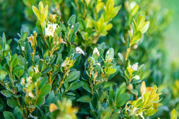 caterpillar on boxwood bush. Selective focus.