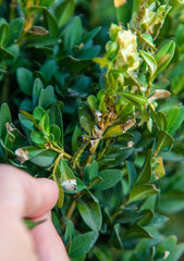 Fototapeta premium caterpillar on boxwood bush. Selective focus.