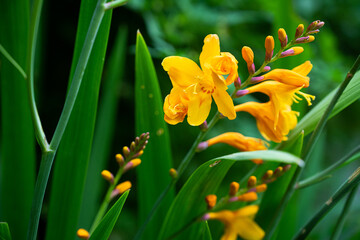 Crocosmia  Flowers
