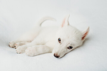 white husky puppy dog on white background © Ashley