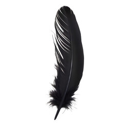 black feather on transparent background