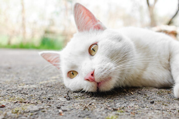 A white cat lying in the yard on a sunny day. A cat basking in the early spring sunshine