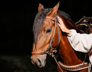 plano orizontal de una mano acariciando un caballo de color marron 
