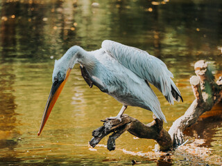 dalmatian pelican