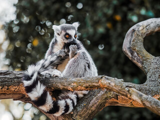 Lemur catta sitting on a branch