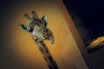 Giraffe head
