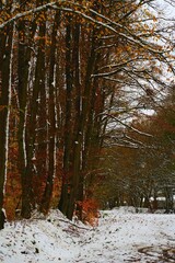 Début d'hiver