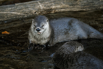 Otter in water