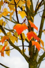 Automne debout