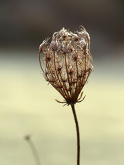 Dry grass plant silhouette in colorful backlight