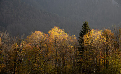 Fototapeta premium Golden autumn trees growing on mountainside with dark forest in background