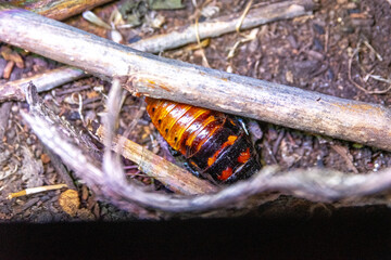 cockroach on the ground