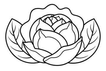 Monochrome Cabbage Rose Drawing, Botanical Illustration, Line Art