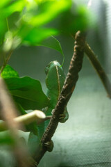 green lizard on a branch