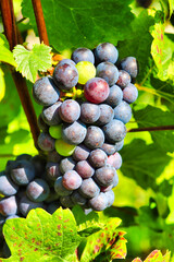 verschieden reife Trauben am Weinstock