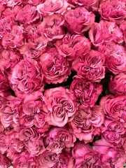 pink roses background, flowers, bouquet