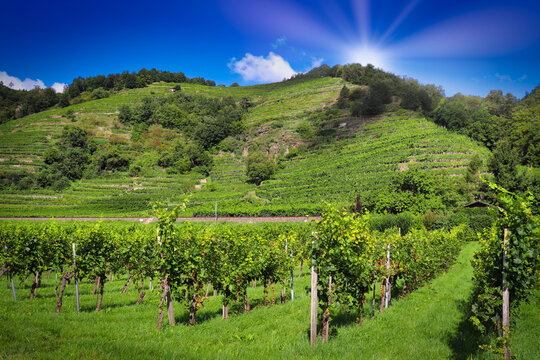 Weinberg vor blauen Himmel