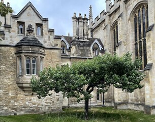 Isaac Newton's Apple Tree in Cambridge, UK