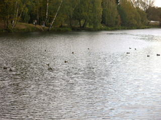 view of the quiet autumn pond