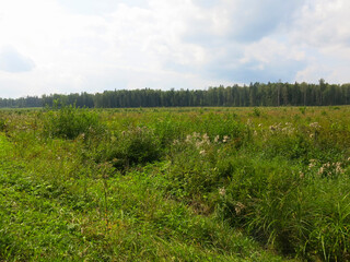 autumn field with dry grass and forest on the horizon