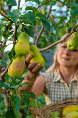Pear harvest in the garden. Selective focus.