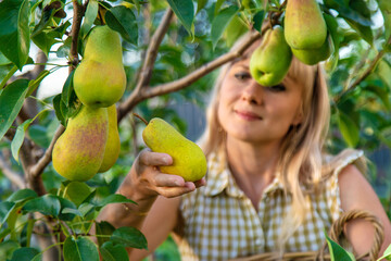 Pear harvest in the garden. Selective focus.