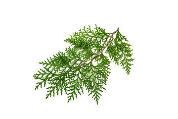 Beautiful thuja coniferous tree branch on a white background