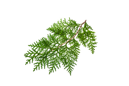 Beautiful thuja coniferous tree branch on a white background