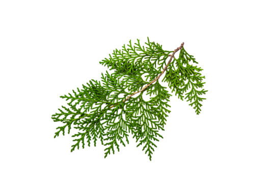 Beautiful thuja coniferous tree branch on a white background