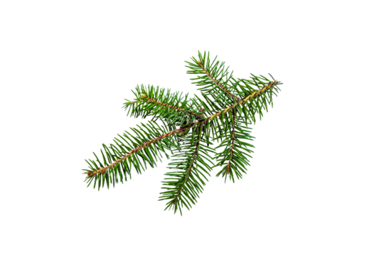 Fir tree branch. Christmas themes. Coniferous spruce twig isolated on white background. Single object. Flat lay, top view