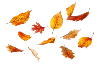 Autumn leaves floating isolated white