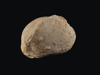 Fossil bivalve mollusk. © AlvaroRT