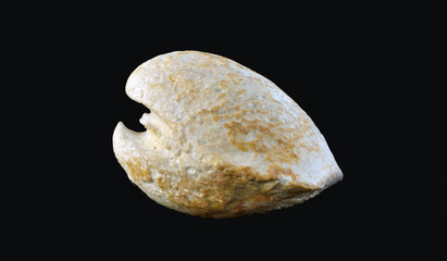 Fossil bivalve mollusk. © AlvaroRT