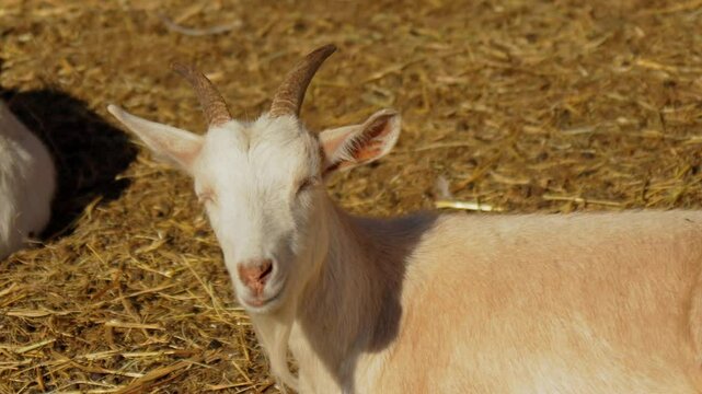 Relaxing goats enjoy a sunny afternoon on a serene farm surrounded by golden straw and gentle warmth