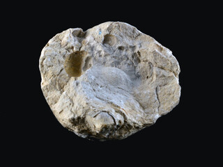 Fossil © AlvaroRT