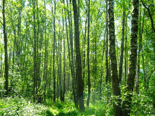 Obraz premium birch grove with green foliage in early spring