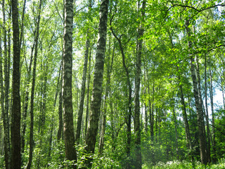 Fototapeta premium birch grove with green foliage in early spring