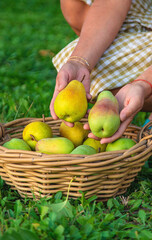 Pear harvest in the garden. Selective focus.