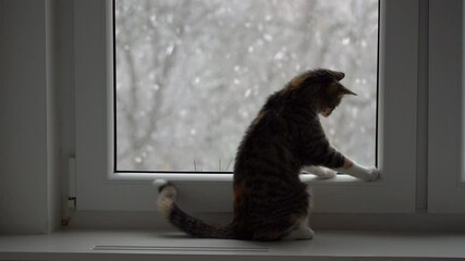 Curious cat observes falling snow outside the window during a quiet winter afternoon