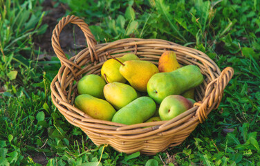 Pear harvest in the garden. Selective focus.