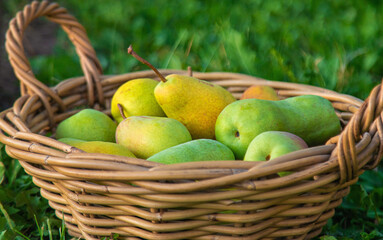 Pear harvest in the garden. Selective focus.