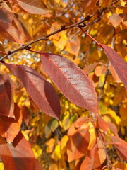 autumn leaves on the ground
